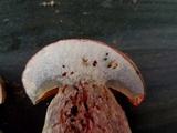 Pulchroboletus rubricitrinus image