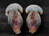Pulchroboletus rubricitrinus image