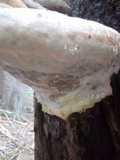 Fomitopsis ochracea image