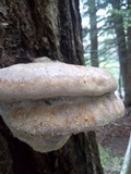 Fomitopsis ochracea image