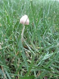 Conocybe apala image