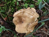 Clitocybe squamulosa image