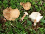 Clitocybe squamulosa image