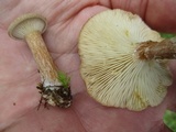 Clitocybe squamulosa image