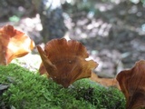 Podoscypha parvula image