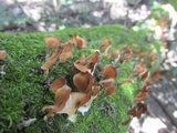 Podoscypha parvula image