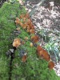 Podoscypha parvula image