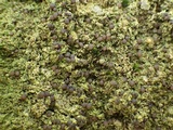 Micarea lignaria var. lignaria image
