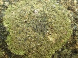 Micarea lignaria var. lignaria image