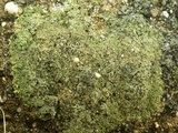 Micarea lignaria var. lignaria image