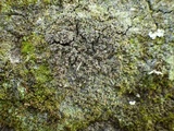 Micarea lignaria var. lignaria image