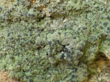 Micarea lignaria var. lignaria image