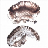 Micarea lignaria var. lignaria image