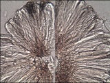 Micarea lignaria var. lignaria image