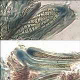 Micarea lignaria var. lignaria image