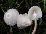 Leucocoprinus cepistipes image