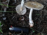 Amanita sect. Vaginatae image