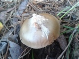 Amanita sect. Vaginatae image
