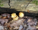 Kuehneromyces mutabilis image