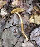 Kuehneromyces mutabilis image