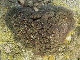 Image of Lecania aipospila
