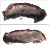 Lecania aipospila image