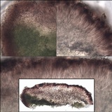 Lecania aipospila image