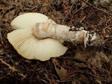 Amanita aprica image