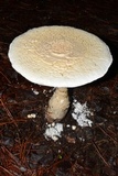 Amanita rhopalopus image