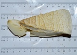 Amanita rhopalopus image