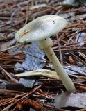Amanita brunnescens image