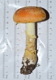 Amanita persicina image