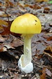 Amanita arkansana image