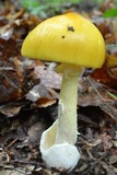 Amanita arkansana image