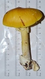 Amanita arkansana image