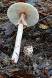 Amanita rubescens var. rubescens image