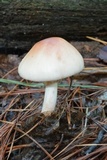 Amanita rubescens var. rubescens image