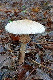 Amanita rubescens var. rubescens image