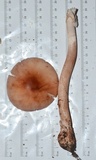 Amanita rubescens var. rubescens image