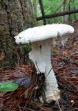Amanita subcokeri image