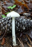 Amanita sect. Vaginatae image