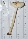 Amanita sect. Vaginatae image