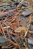 Gymnopus subnudus image