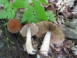 Psathyrella delineata image