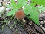 Psathyrella delineata image