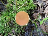 Psathyrella piluliformis image