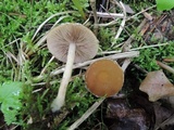 Psathyrella piluliformis image