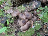 Megacollybia rodmanii f. murina image