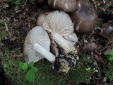 Megacollybia rodmanii f. murina image