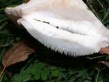 Lactarius pubescens var. betulae image